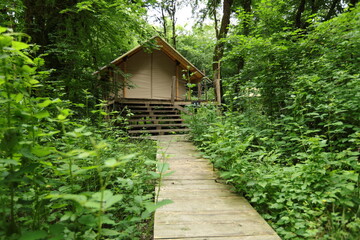 glamping in the green forest, camping in a tent