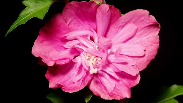 Time lapse footage of pink Syrian Hibiscus syriacus flower growing blossom from bud to full blossom isolated on black background, 4k video, close up b roll shot, zoom out effect.