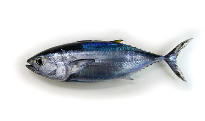 Bluefin tuna (Meji-Maguro) Fish body image, Cut out photograph with white background. メジマグロの魚体、影付きの白背景。