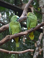 Parrot on the tree, Iguassu Falls