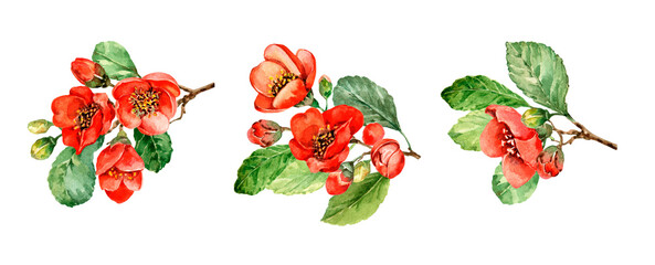 Bouquet of orange flowers set of isolated elements. Flowering branches of Japanese begonia. Hand drawn watercolor clip-art on white background for cards, wedding invitations, print, banner.