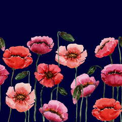 Watercolor seamless border wild flowers red poppies on a stem with buds. Blooming summer field. Hand-drawn watercolor on a dark blue background.