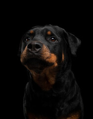 Rottweiler on a black background. Handsome black dog on dark