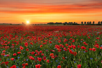 Beautiful summer sunset over poppy field