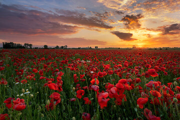 Fototapeta na wymiar Beautiful summer sunset over poppy field