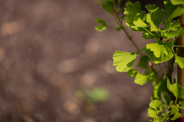 Tiny leaves of young gingko plant