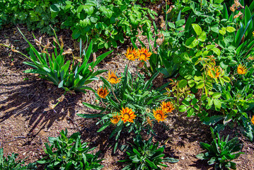 Весна. Цветущие деревья. Акация. Туя. Дурман