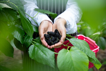 Ripe Mulberry in both hands