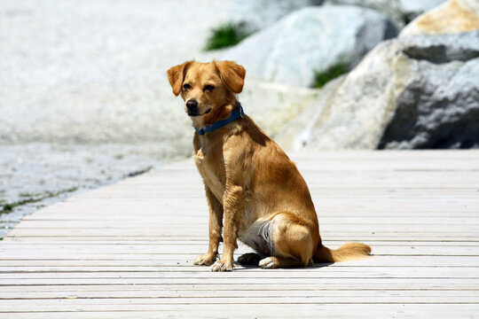The dog poses for a photo shoot on the pier by the water.  
