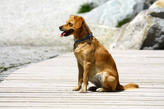 The dog poses for a photo shoot on the pier by the water. 