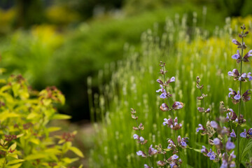 Sage close up with lavender in the background