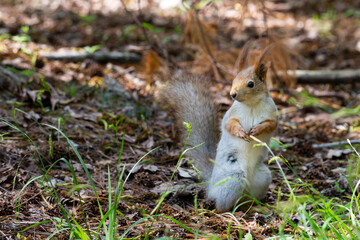 Squirrel close-up among autumn foliage in the forest
