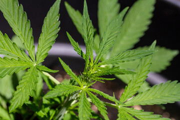 Marihuana