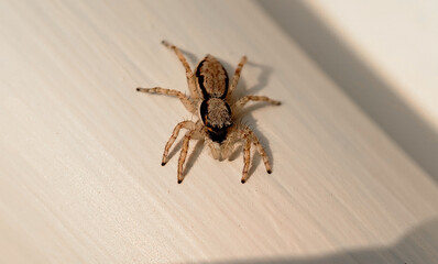 spider on wood