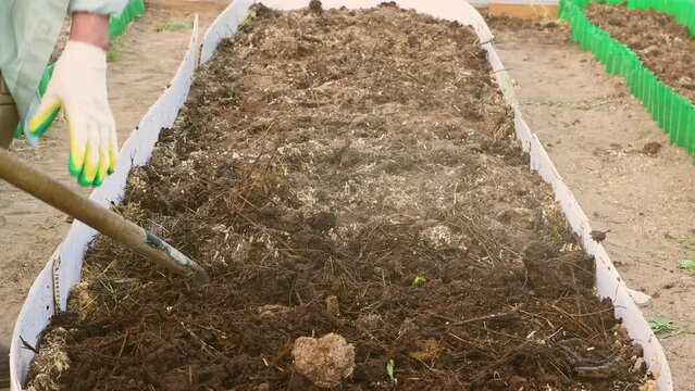 Close-up shot of a shovel digging up a bed of manure or compost in a greenhouse. The concept of growing vegetables in a greenhouse in the garden. Agriculture, sowing and planting, non-GMO. UHD 4K.