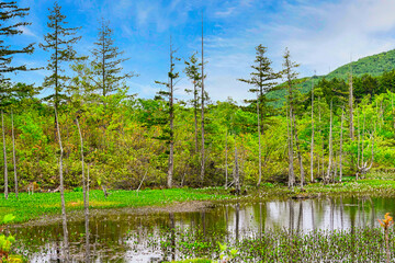 乗鞍高原・どじょう池周辺の美しい6月の風景