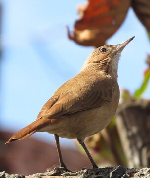robin on the branch