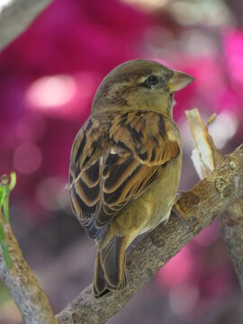sparrow on a branch