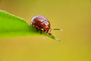 Genus Stenotarsus macro with yellow background