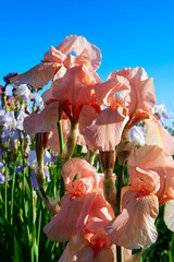 Fototapeta na wymiar Bright blooming irises. Beautiful flowers in the summer garden
