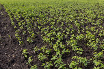 Beds of young soybeans on black soil. Soybeans grow in experimental fields. Organic farming concept