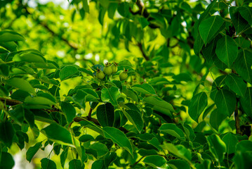 Зелень Актау. Плоды абрикос, яблоки, груша