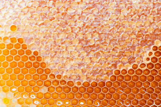 Honeycomb with honey and capped honey cells, close up