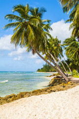 Obraz na płótnie Canvas Beach in Barbados with coconut palms
