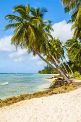 Fotobehang Beach in Barbados with coconut palms © Fyle