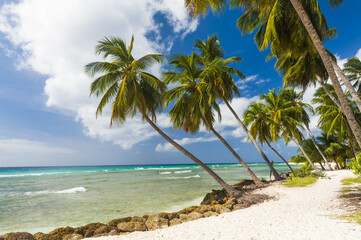 Fototapeta na wymiar Beach in Barbados with coconut palms