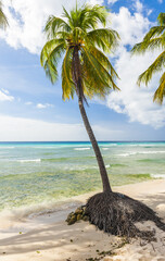 Beach in Barbados with coconut palms