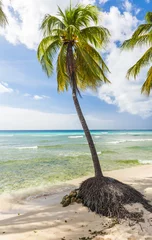 Tuinposter Beach in Barbados with coconut palms © Fyle
