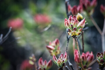乗鞍高原・どじょう池周辺の美しい6月の風景