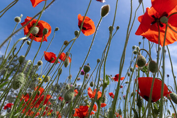 Flowers Red poppies blossom on wild field. Beautiful field red poppies with selective focus. soft light. Natural drugs. Glade of red poppies. Lonely poppy. Soft focus blur