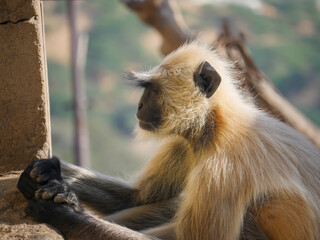 Obraz premium Gray langur monkey also known as hanuman langurs relaxing and watching people