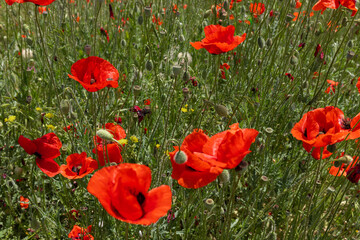 Obraz premium Flowers Red poppies blossom on wild field. Beautiful field red poppies with selective focus. soft light. Natural drugs. Glade of red poppies. Lonely poppy. Soft focus blur