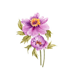 bouquet of pink peonies flowers, watercolor illustration isolated on white background.