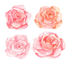 pink roses bud watercolor 