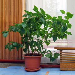 A large Hibiscus or Chinese rose bush with green leaves in a pot in the room