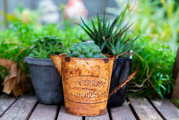 庭を飾る多肉植物