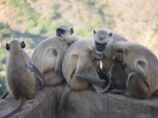 Obraz premium Indian Gray langur hanuman monkeys troops resting on mountain
