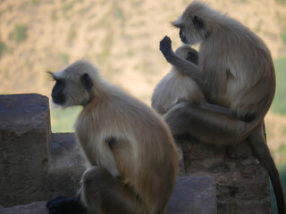 Indian Gray langur hanuman monkeys troops resting on mountain