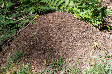 ants heap in forest