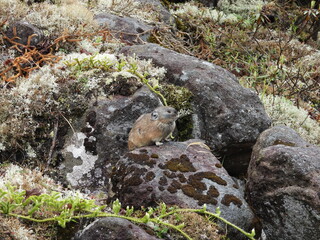 Endangered pika from Lake Shikaribetsu