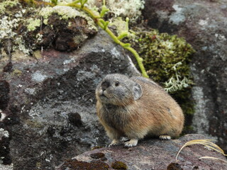 Endangered pika from Lake Shikaribetsu