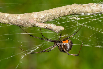 Southern Black Widow Spider - Latrodectus mactans
