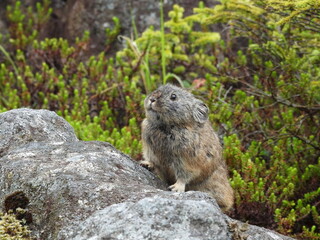 Endangered pika from Lake Shikaribetsu