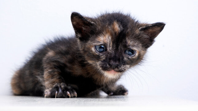 portrait of a sad and cute little kitten on a white background. non-pedigreed yard kitten. High quality photo