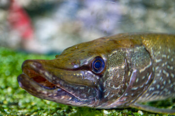Portrait of a pike