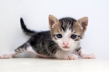 portrait of a sad and cute little kitten on a white background. non-pedigreed yard kitten. High quality photo
